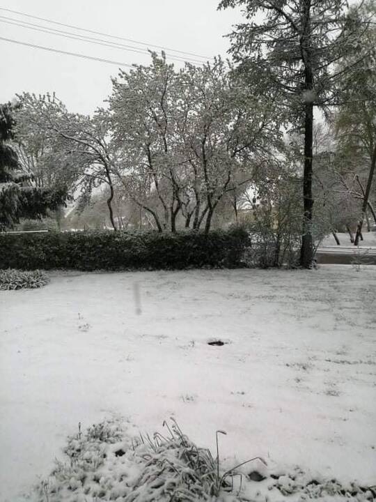 Pirmojo sniego vaizdai Lietuvoje