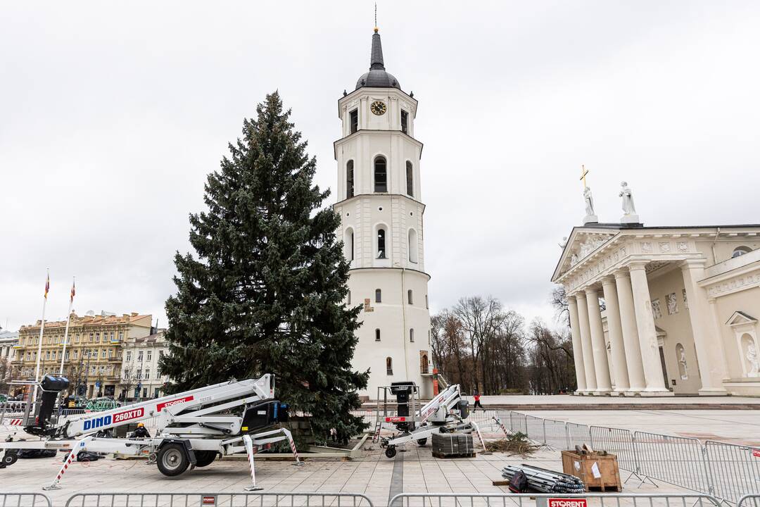 Vilniuje pradėta statyti Kalėdų eglė