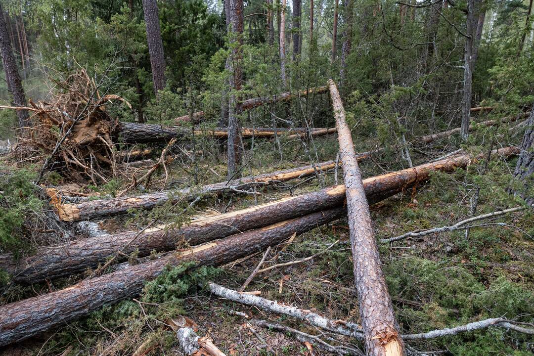 JAV karių žūties vietos incidento padarinių likvidavimo darbų pristatymas