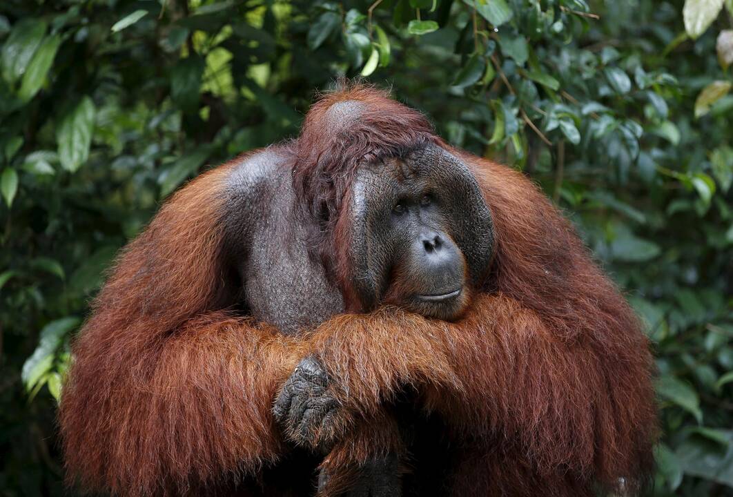 Zoologijos sodo orangutanams kuriami vaizdo žaidimai