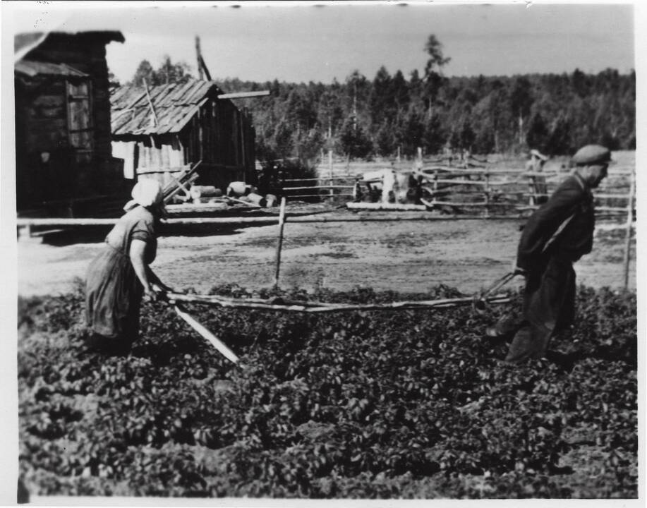 Daursko rajonas, Krasnojarsko kraštas, apie 1956 m.