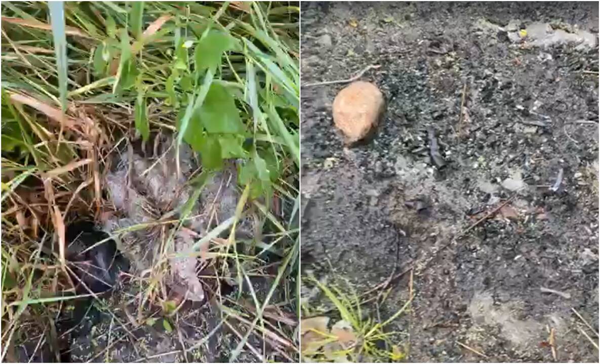 Kretingos rajone laužavietėje rastas sudegintas gyvūnas
