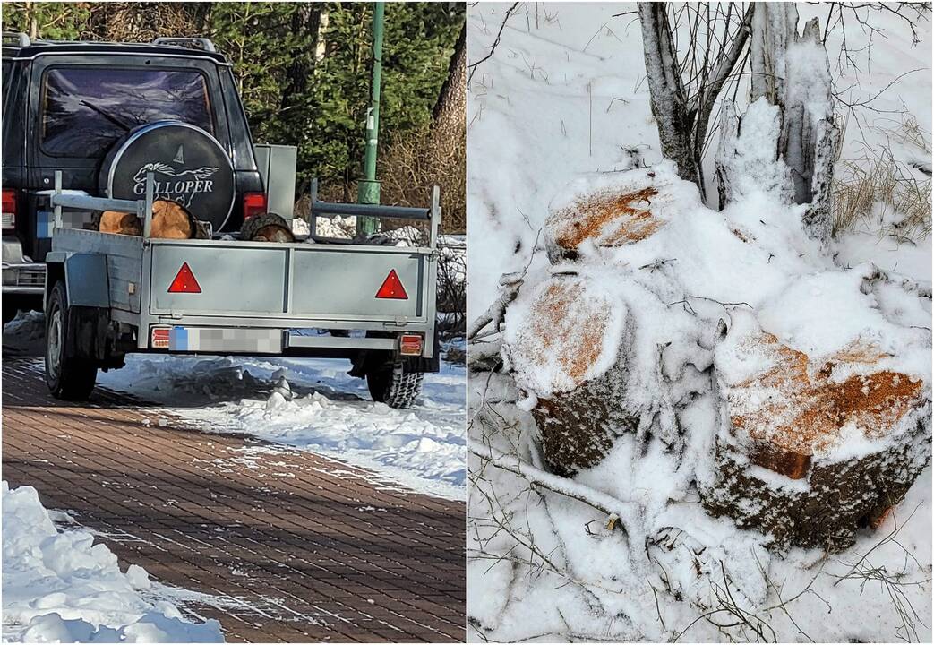Nupjovė: sekmadienį Melnragės centre aidėjo pjūklų gausmas. Praeiviams kilo klausimų dėl pakelėje pjaunamų medžių.