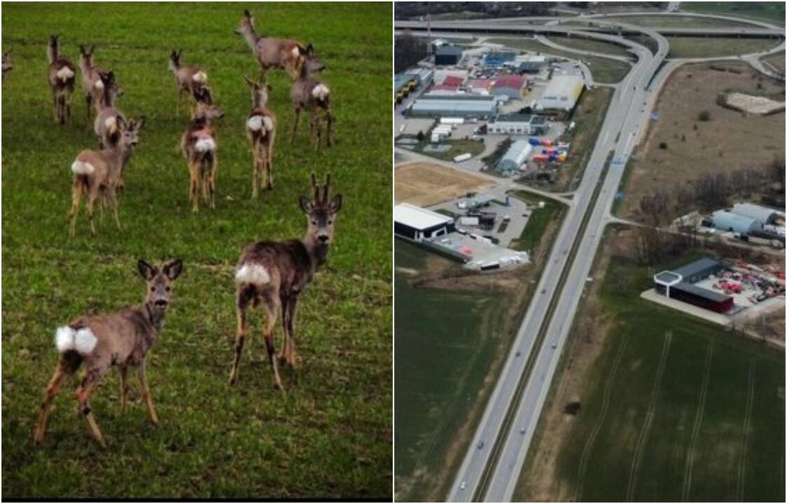 Pavojus: kiekvieną dieną važiuojantieji Palangos keliu rizikuoja patekti į avarinę situaciją – abipus kelio ganosi būriai stirnų.