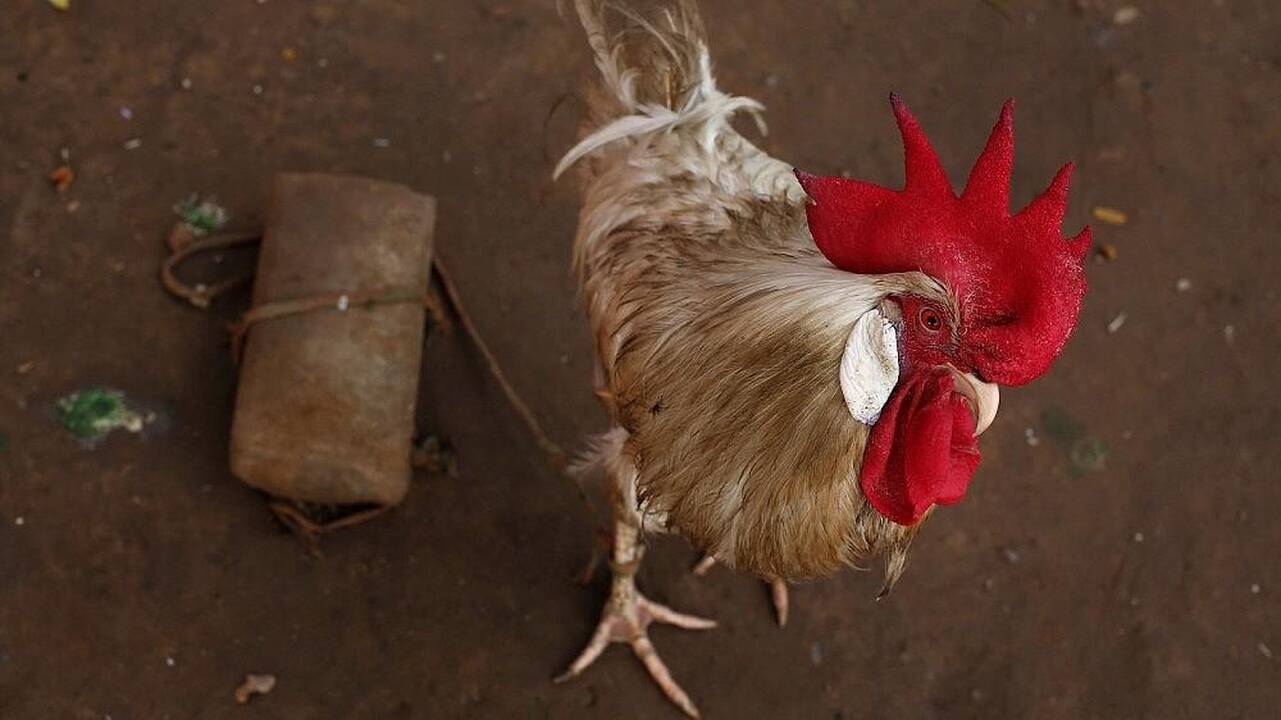 Gaidžių kaimo gyventoja R. Gaidienė: tikimės sėkmingų metų