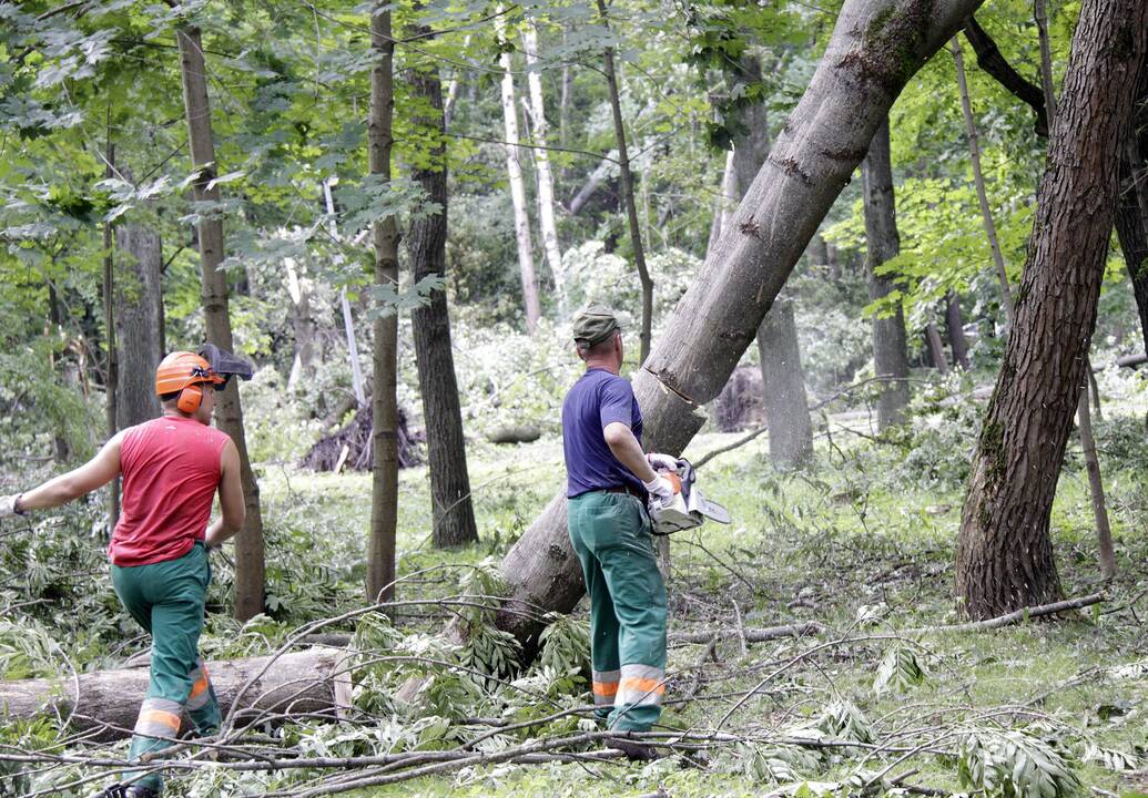 Medžių pjovėjai elektros tiekimą šiemet nutraukė 15 tūkst. vartotojų