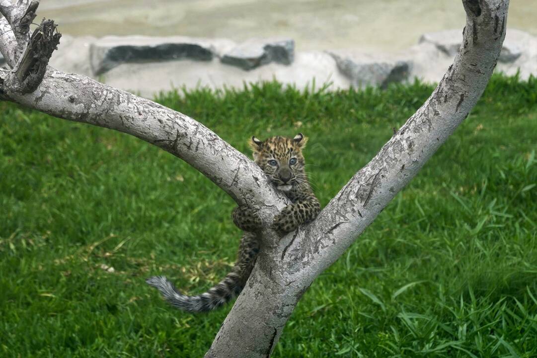Sustiprėjo: prieš daugiau nei tris mėnesius pirmieji nelaisvėje Peru zoologijos sode gimę leopardo jaunikliai jau laipioja medžiais savo aptvare ir džiugina lankytojus.