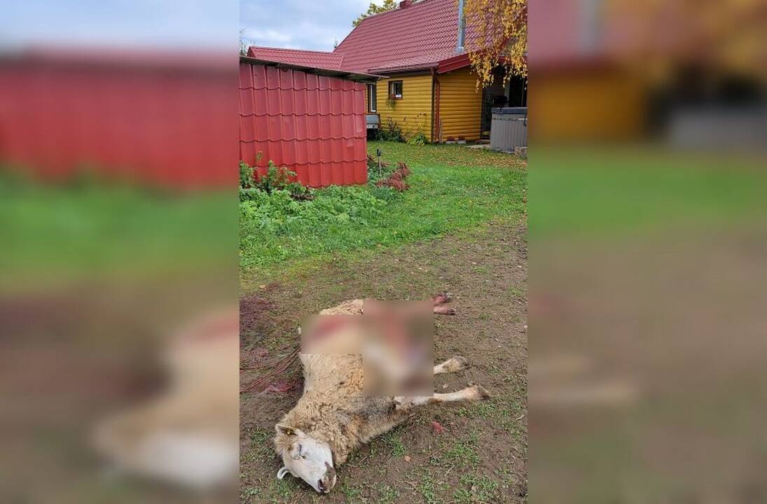 Nuostoliai: Klaipėdos rajone vilkai avis papjovė faktiškai sodybos kieme.