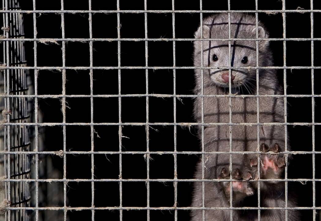 VMVT: audinių ūkiuose naujų COVID-19 protrūkių nenustatyta