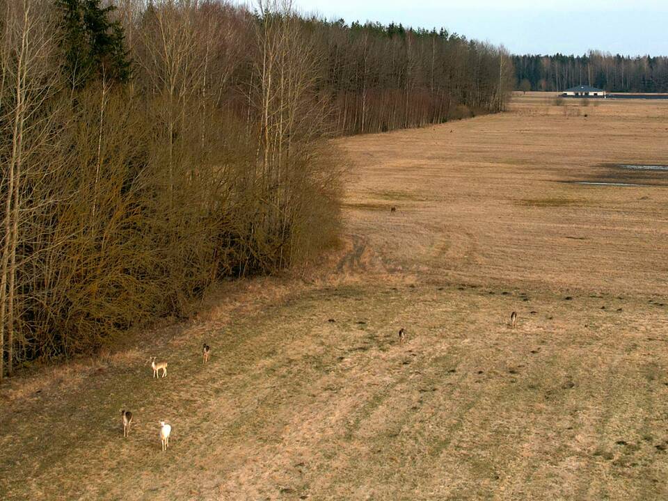 Kitokie: gamtoje baltos spalvos jaunikliai sunkiai išgyvena, juos plėšrūnai greičiau suranda, tačiau baltų danielių gimsta vis daugiau ir daugiau.
