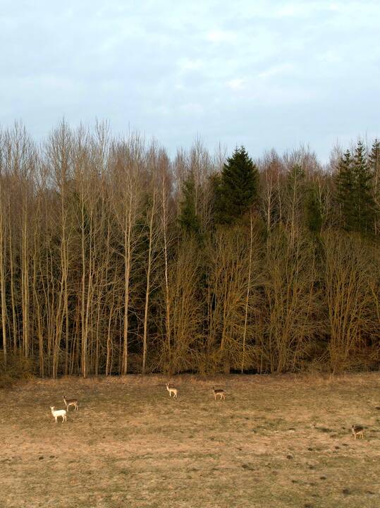 Kitokie: gamtoje baltos spalvos jaunikliai sunkiai išgyvena, juos plėšrūnai greičiau suranda, tačiau baltų danielių gimsta vis daugiau ir daugiau.