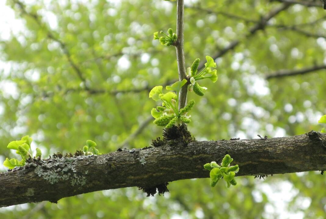 Botanikos sode pirmą kartą žiedynais pasipuošė daugiau nei 80 metų ginkmedis