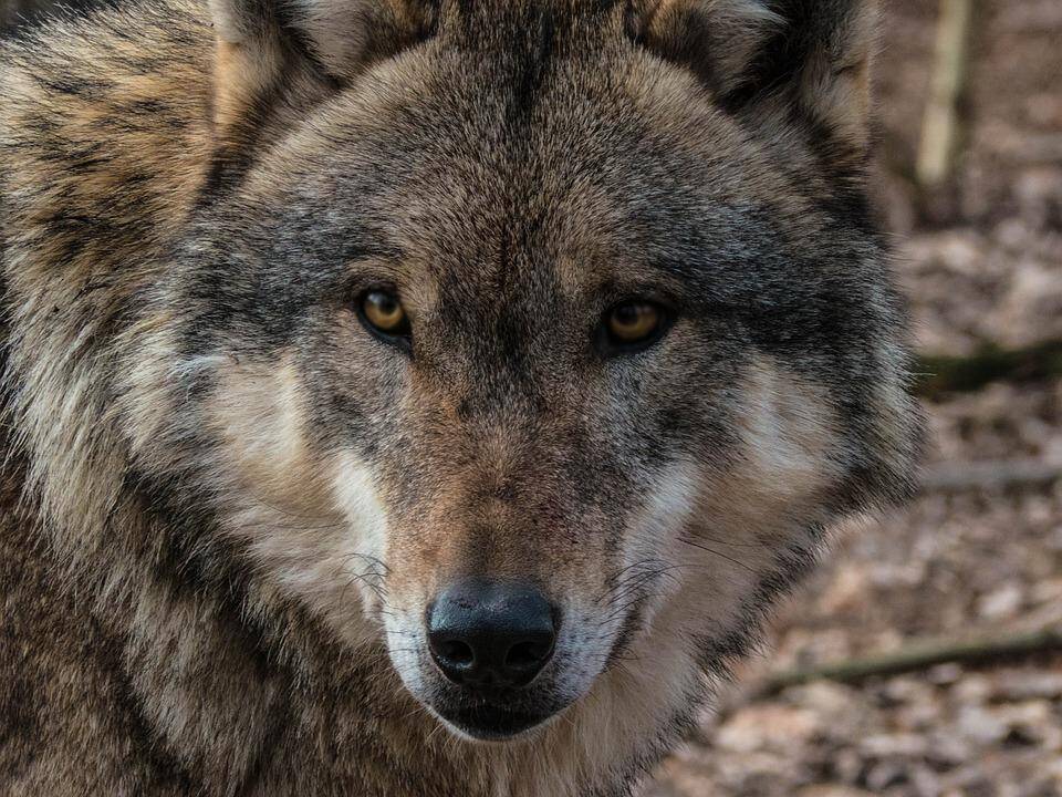 Paskirstyta likusi leidžiamų sumedžioti vilkų limito dalis