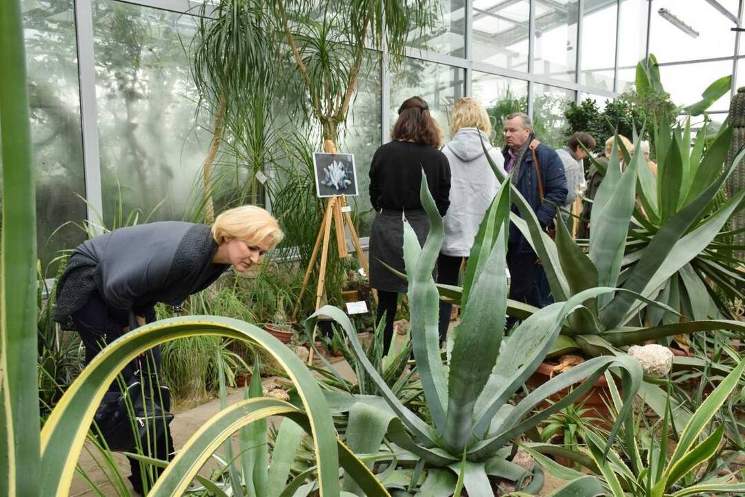 J. Petruškevičienės fotografijų paroda „Rinkoto herbariumas“