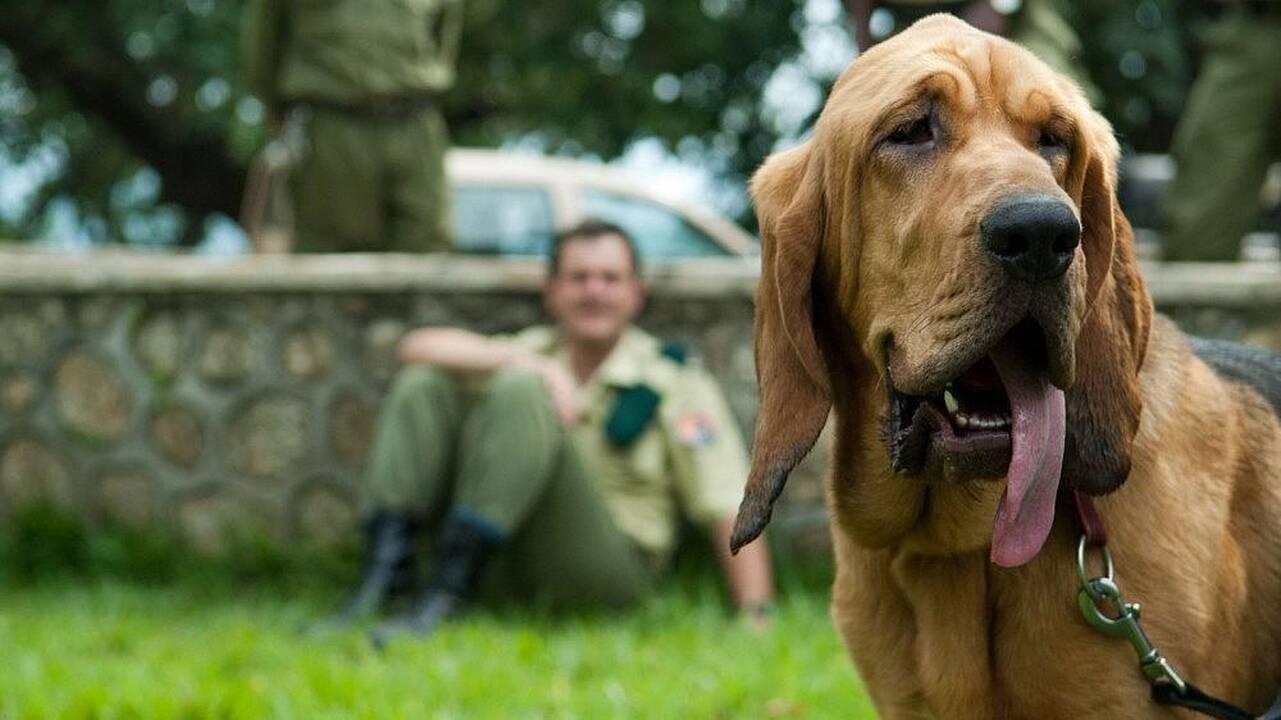 Šuo darbe – kai kur tai ne šventė, o norma