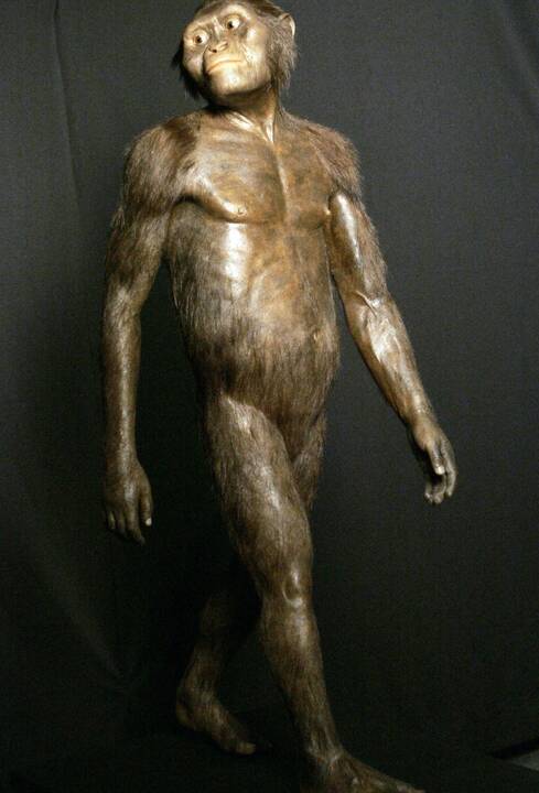 Prahos muziejus pirmą kartą Europoje eksponuos australopitekės Lucy kaulus