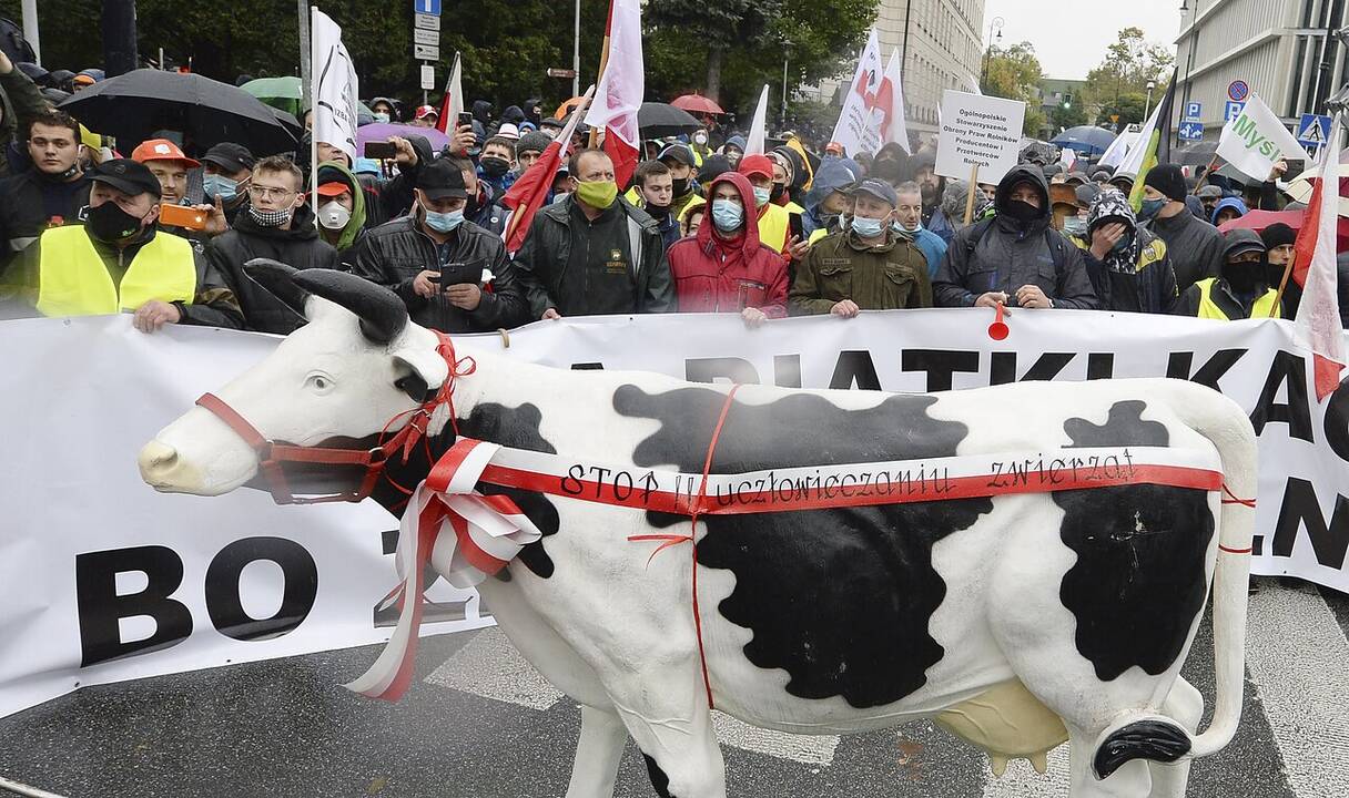 Lenkijos ūkininkai protestuoja prieš gyvūnų gerovės įstatymą