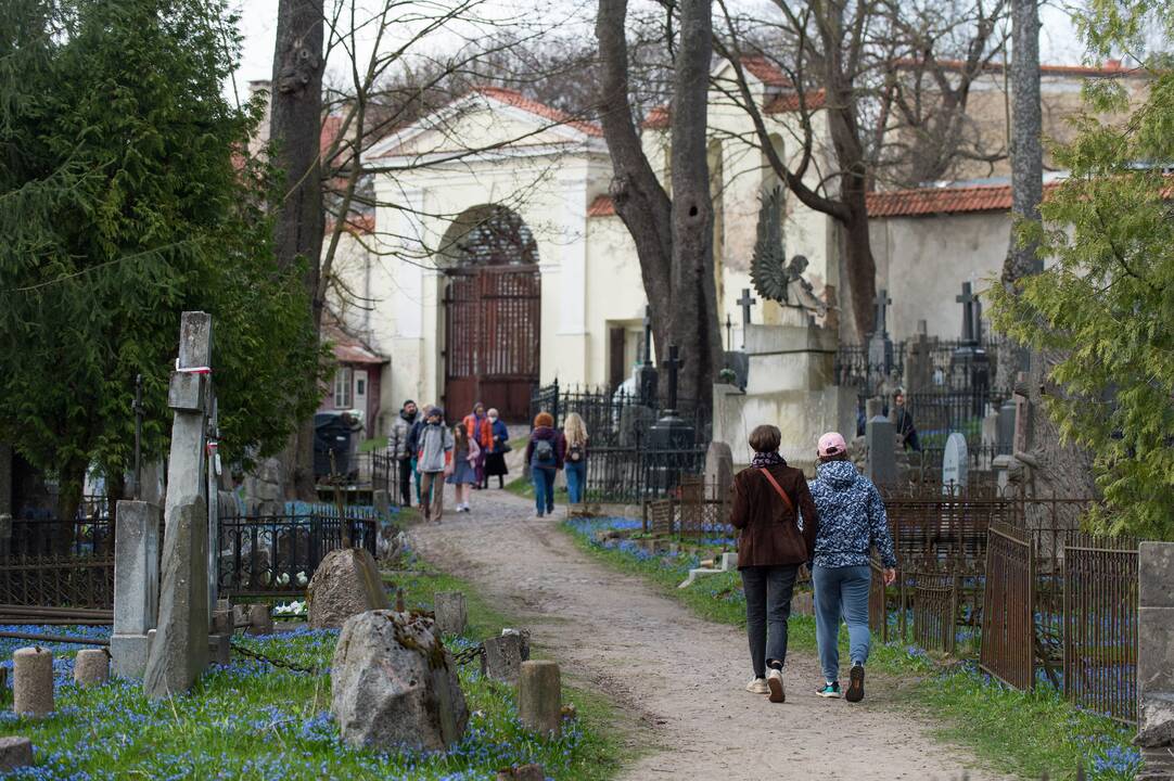 Bernardinų kapinėse pražydo gėlės