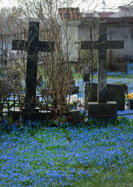 Bernardinų kapinėse pražydo gėlės