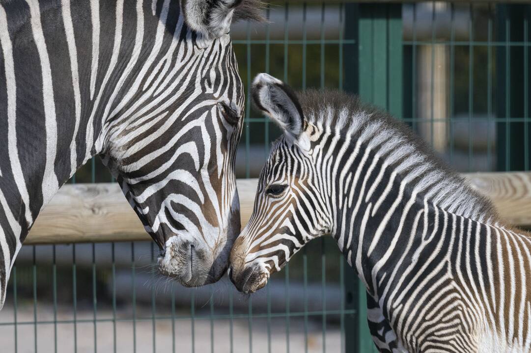 Zebrai