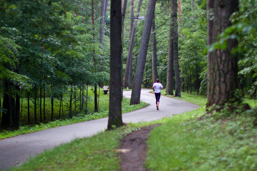 Dviračių vagys pasislėpė Vingio parke