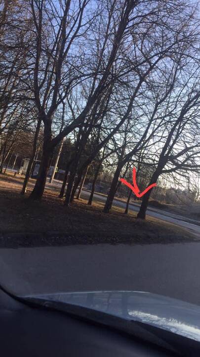 Moteris po automobilio ratai puolė šioje vietoje