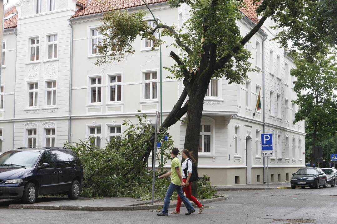 Medžių kirtimus derins su visuomene