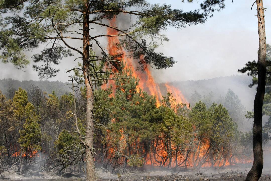 Ugnis negailestingai niokoja Kuršių neriją (unikalios foto)