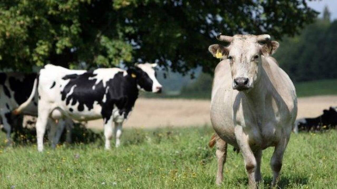 ES ministrai žada palankesnes sąlygas šeimos ūkiams