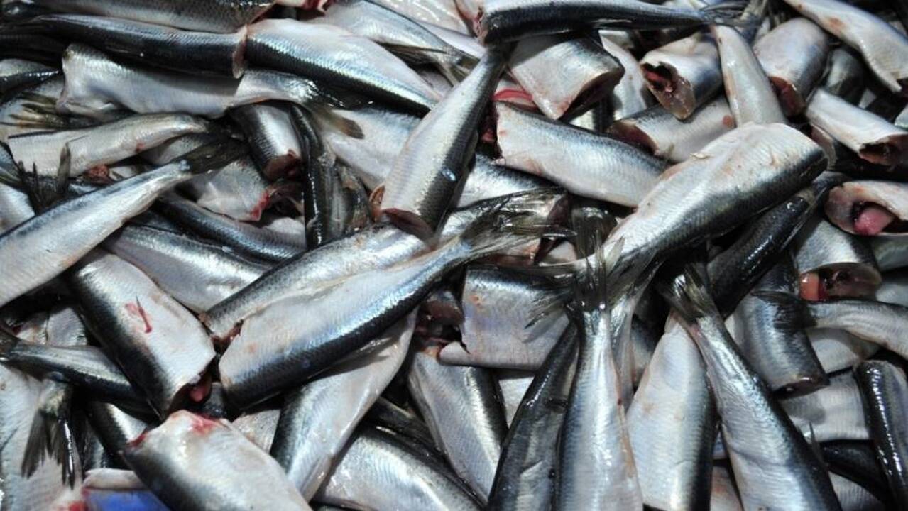 Šilutėje atidaryta žuvų augintojų mokykla