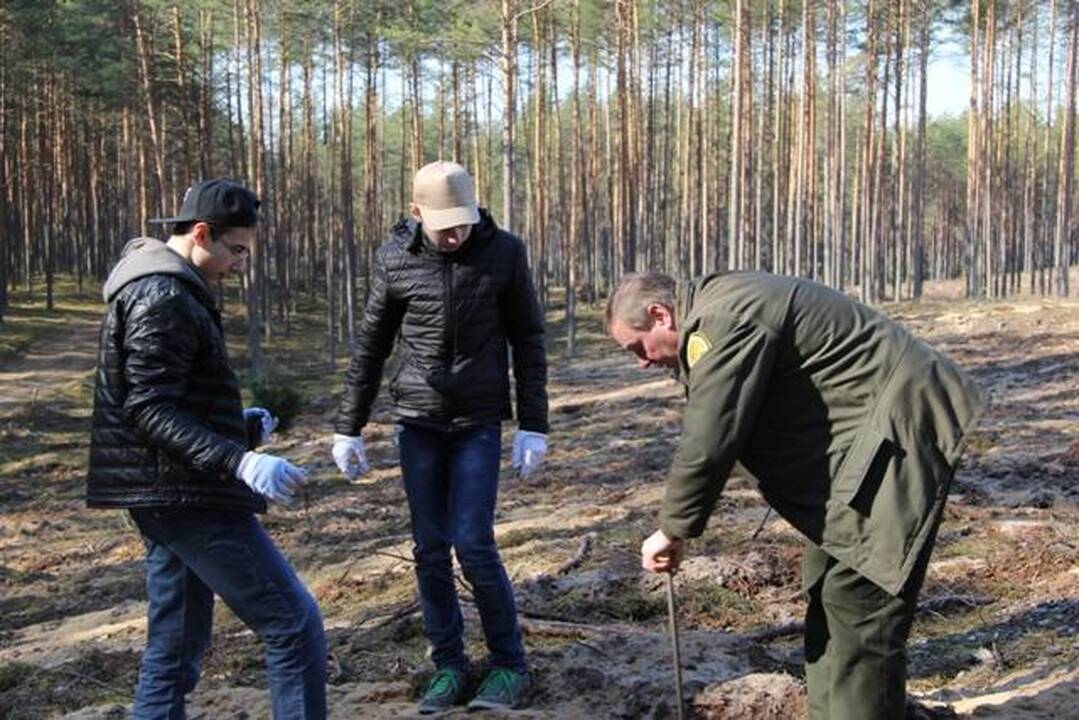 Per nacionalinį miškasodį žadama pasodinti 0,5 mln. medelių