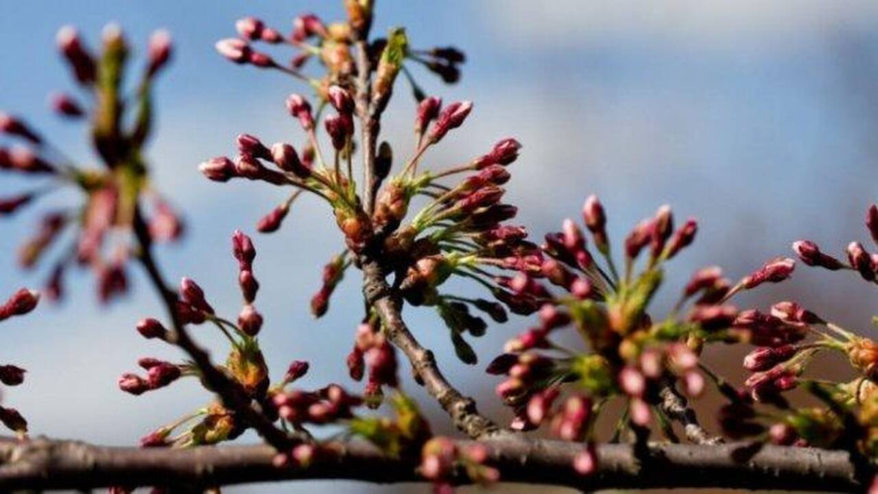 Šeštadienis – saulėtas, sekmadienį atslinks drėgnesnis oras