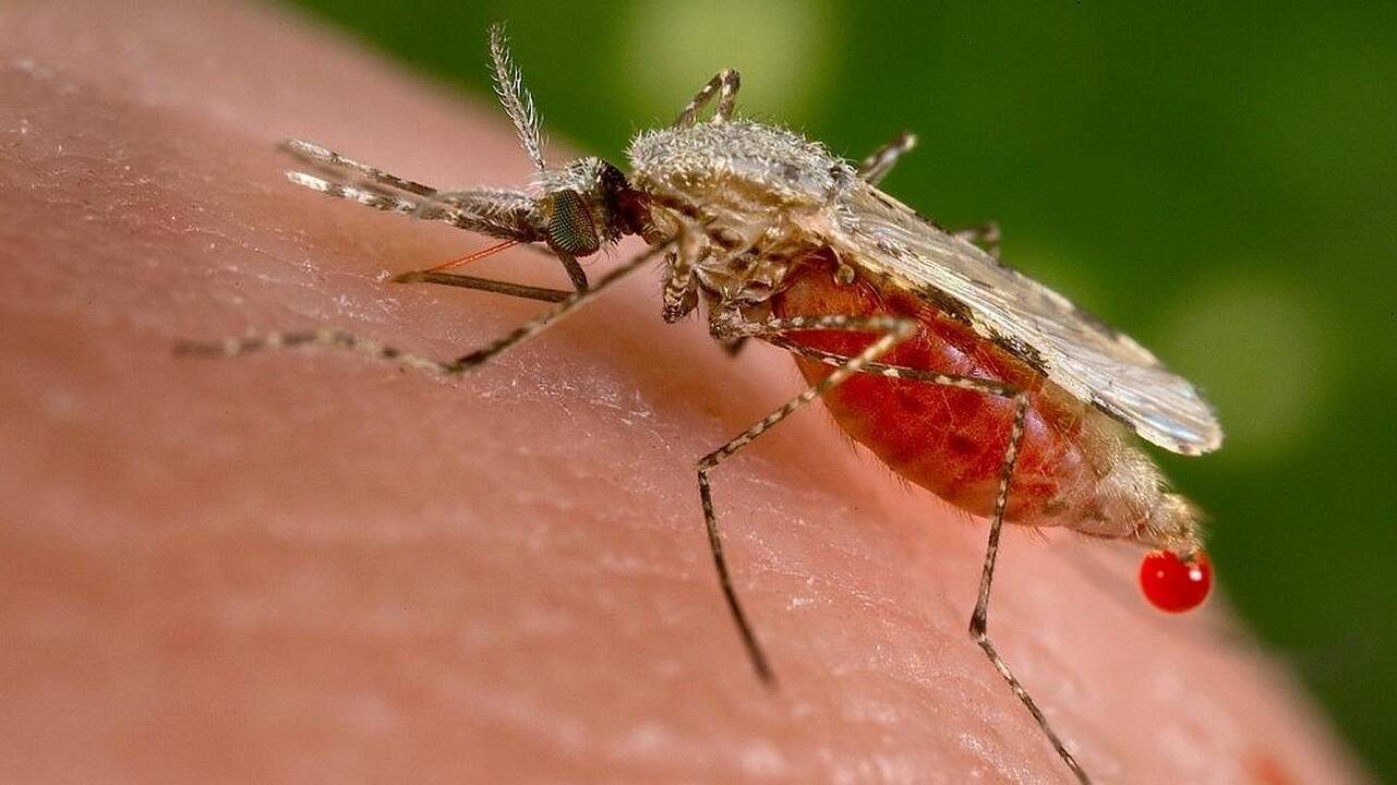 Senovės Romos žmonės sirgdavo maliarija, rodo DNR tyrimai