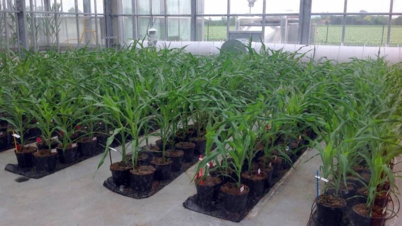V. Andriukaitis apie GMO: dabar šis klausimas bus kaip karšta bulvė