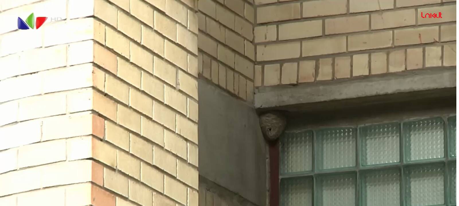 Kauno darželyje vaikams kilo pavojus dėl jame įsiveisusių širšių