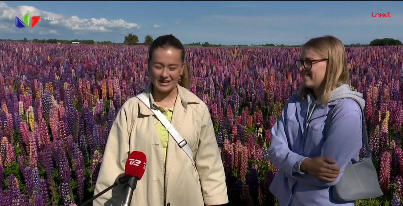 Danus vilioja žydintys lubinai
