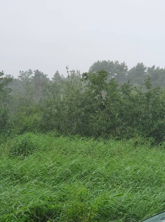 Juodkrantė