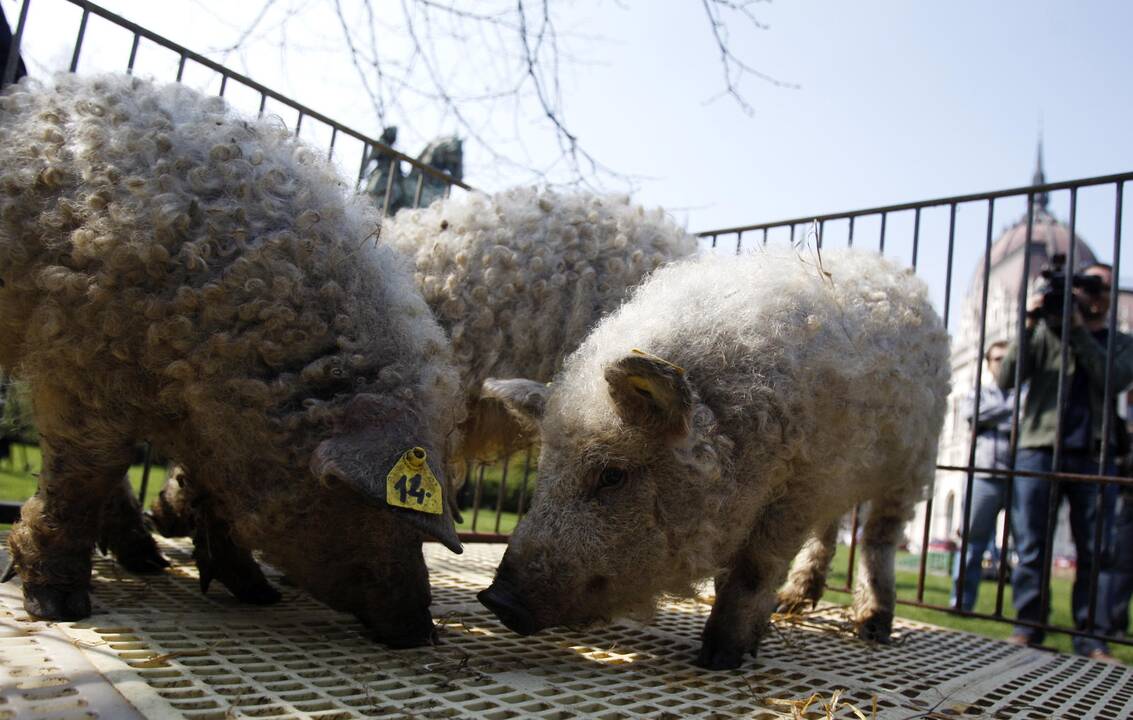 Fakušimos regioną apgulė gauruotos kiaulės