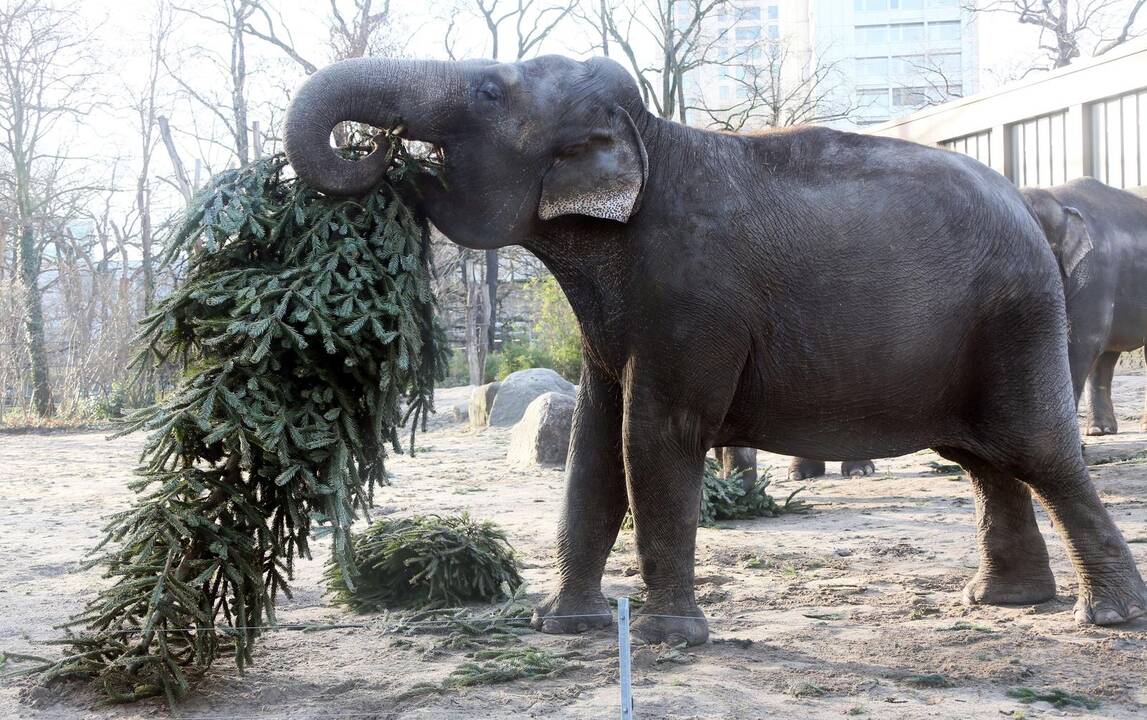 Smagūs vaizdai iš Vokietijos ir Olandijos zoologijos sodų