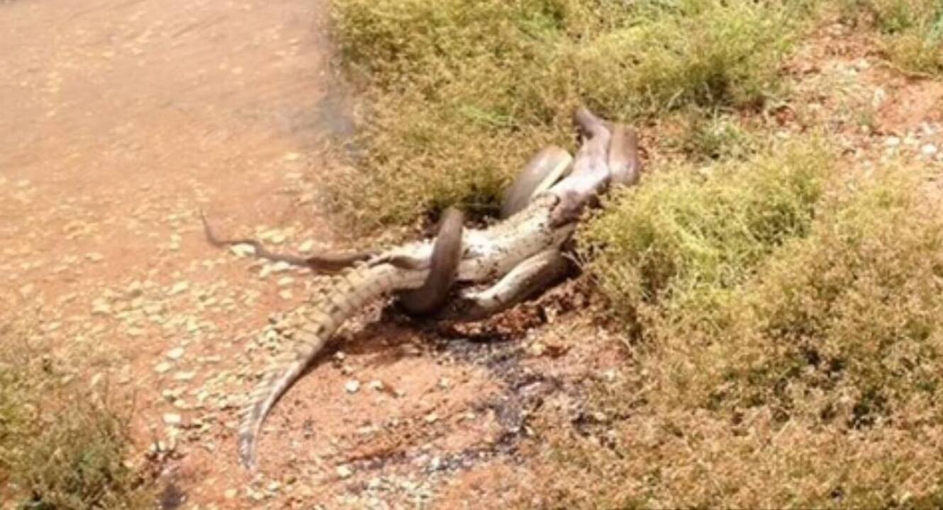 Australijoje pitonas pasmaugė ir prarijo krokodilą