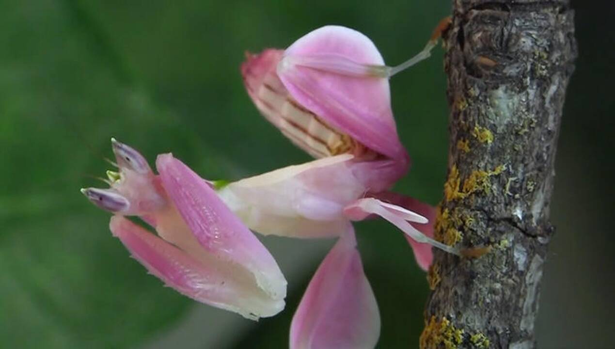 Koks plėšrus gyvūnas medžioja pasivertęs violetiniu orchidėjos žiedu?
