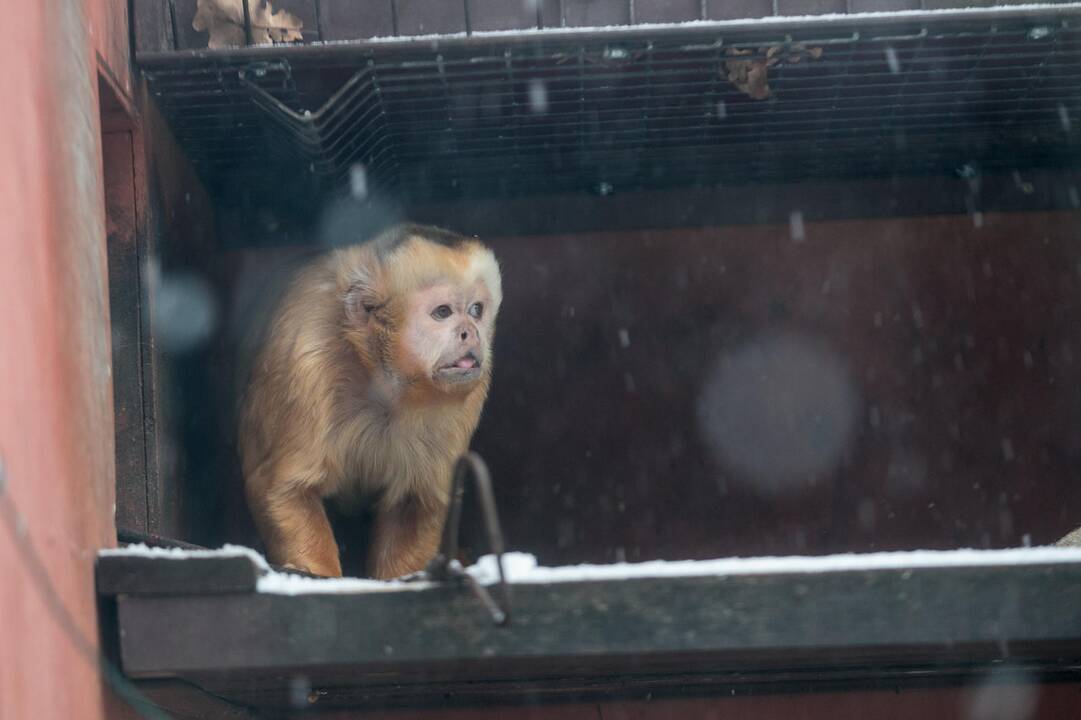 Zoologijos sodo gyvūnai sulaukė kalėdinių dovanų