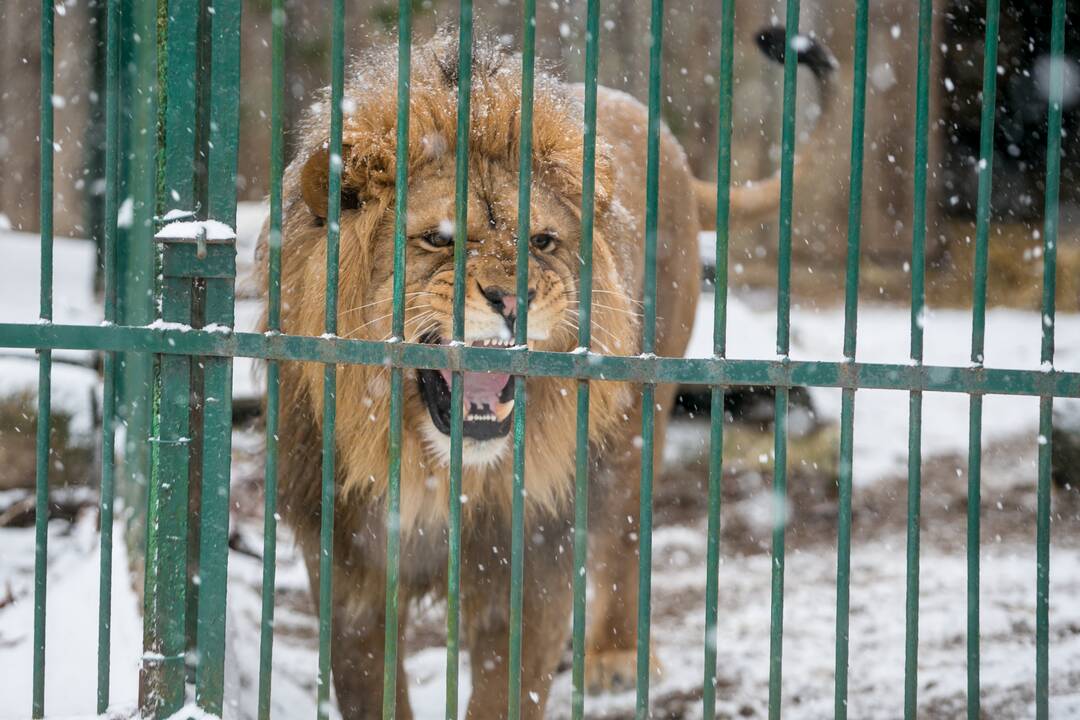 Zoologijos sodo gyvūnai sulaukė kalėdinių dovanų