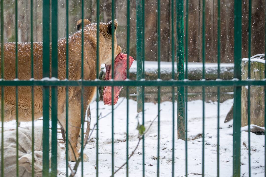 Zoologijos sodo gyvūnai sulaukė kalėdinių dovanų