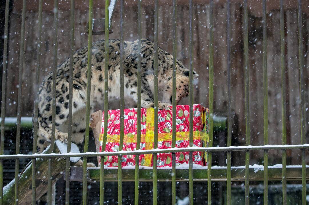Zoologijos sodo gyvūnai sulaukė kalėdinių dovanų