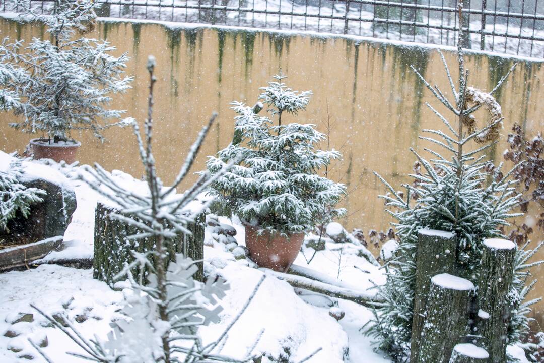 Zoologijos sodo gyvūnai sulaukė kalėdinių dovanų