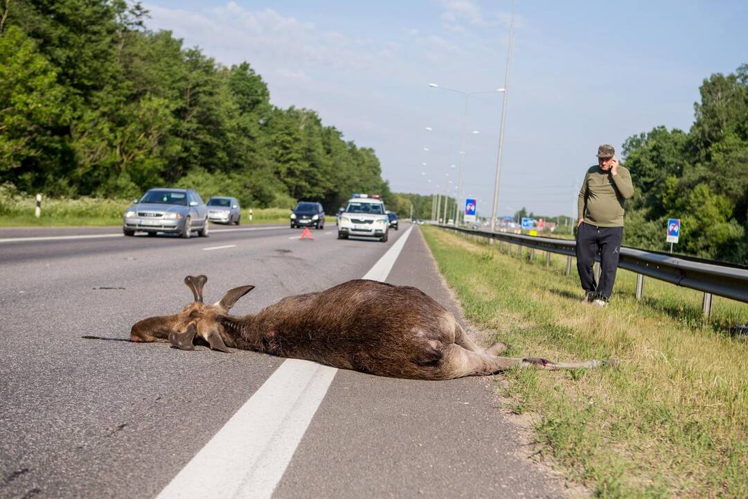 Autostradoje Kaunas-Vilnius partrenktas briedis