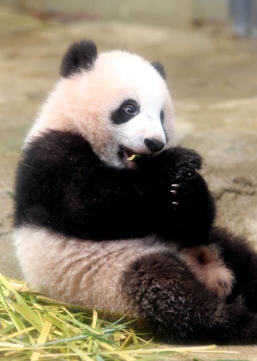 Japonijos zoologijos sode mažylė panda pirmą kartą debiutavo prieš kameras