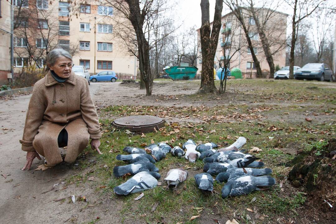 Negyvi balandžiai