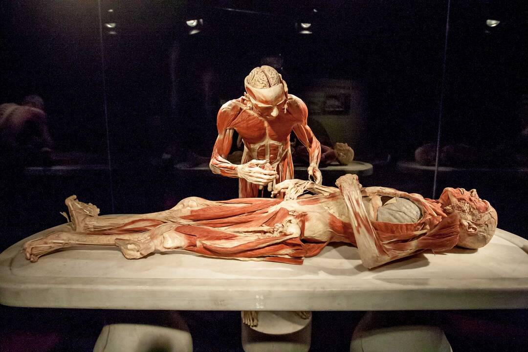 "Body worlds vital" paroda Kaune